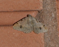 Frederickia maricopa