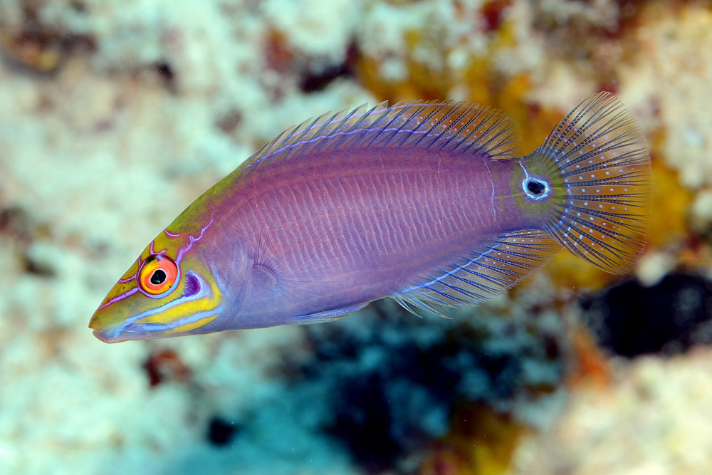 Magenta Wrasse