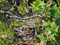 Gomphoceridius brevipennis