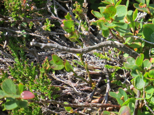 Pyrenean Short-winged Grasshopper