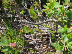 Gomphoceridius brevipennis