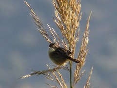 Cisticola juncidis