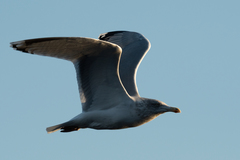 Larus argentatus