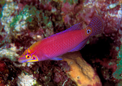 Pseudocheilinus ocellatus