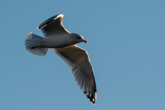 Larus argentatus