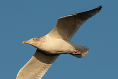 Larus argentatus