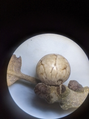 Kermesidae