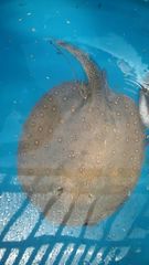 Potamotrygon amandae