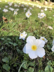 Nierembergia rivularis