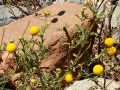 Oncosiphon grandiflorus