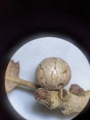Kermesidae