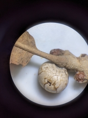 Kermesidae