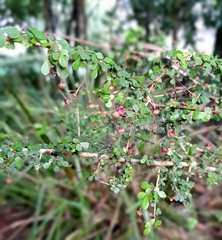 Phyllanthus microcladus