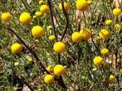 Oncosiphon grandiflorus