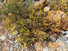 Oncosiphon grandiflorus