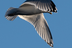 Larus argentatus