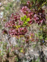 Calytrix longiflora
