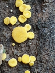 Calycina claroflava