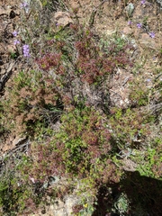 Calytrix longiflora