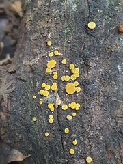 Calycina claroflava