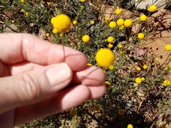 Oncosiphon grandiflorus