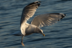 Larus argentatus