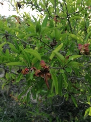 Wimmeria microphylla