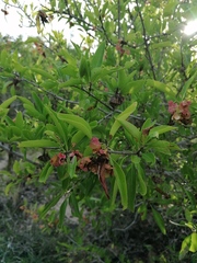 Wimmeria microphylla