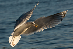 Larus argentatus