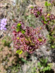 Calytrix longiflora