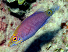 Pseudocheilinus ocellatus