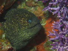 Gymnothorax mordax