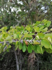 Erythroxylum havanense