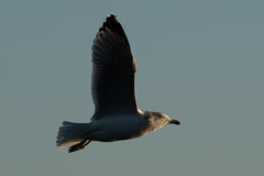 Larus argentatus