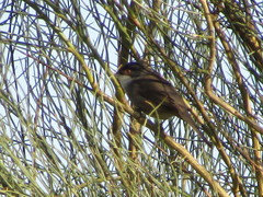 Curruca melanocephala