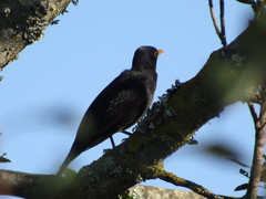 Turdus merula