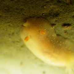 Cadlina modesta