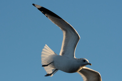 Larus canus