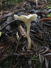 Spodocybe trulliformis