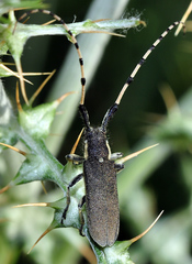 Agapanthia annularis