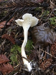 Spodocybe trulliformis