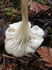 Spodocybe trulliformis