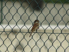 Passer domesticus
