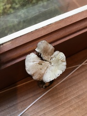 Spodocybe trulliformis