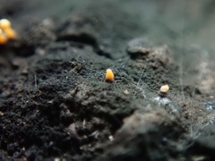 Eustilbum aureum
