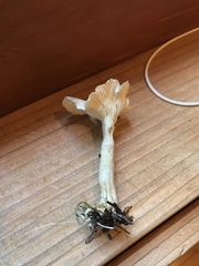 Spodocybe trulliformis