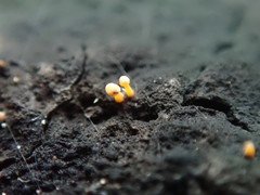 Eustilbum aureum