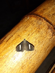Melanis leucophlegma