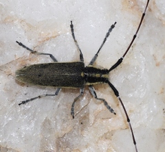 Agapanthia asphodeli