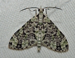 Sauris lichenias